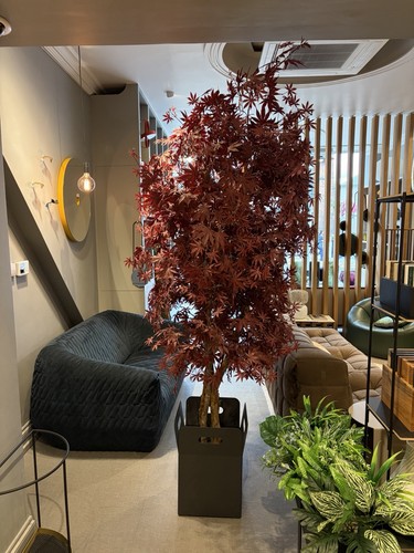 Premium japanese maple - maple, tree